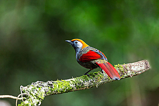 树林中觅食的赤尾噪鹛鸟
