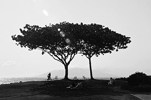 夏威夷,毛伊岛,拉海纳,一对,树