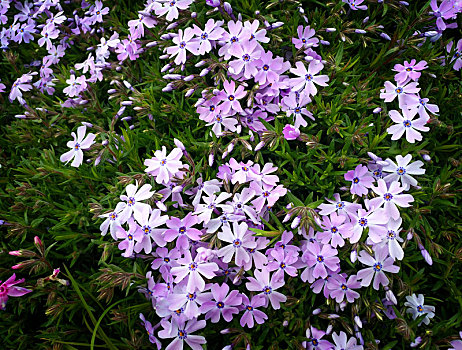 紫色碎花