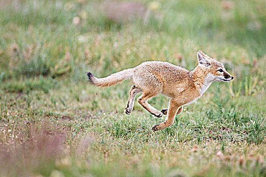 狐属,小动物,靠近,科罗拉多