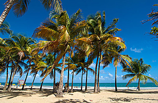 海滩,棕榈树,树,圣胡安,波多黎各,加勒比