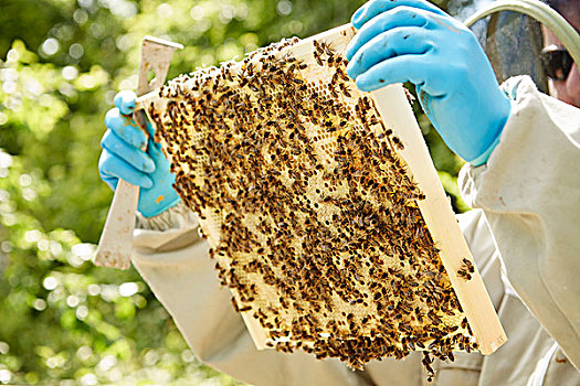 养蜂人,拿着,木质,蜂巢,遮盖,蜜蜂