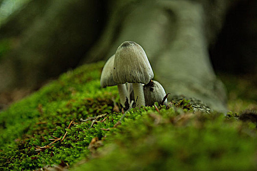 菌类,雅斯蒙德国家公园