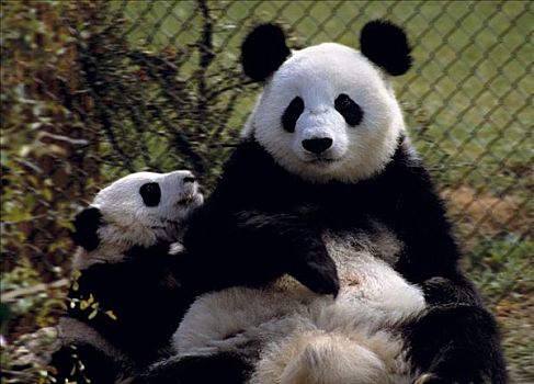 雌性,熊猫,幼兽,大熊猫,捕获,哺乳动物,小动物,动物