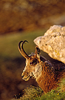臆羚,蓬松,外套,头像,大帕拉迪索国家公园,意大利,欧洲
