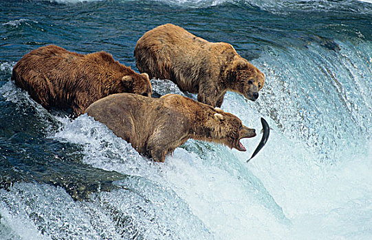 棕熊,阿拉斯加棕熊,捕鱼,三文鱼,布鲁克斯河,瀑布,卡特麦国家公园,阿拉斯加,美国