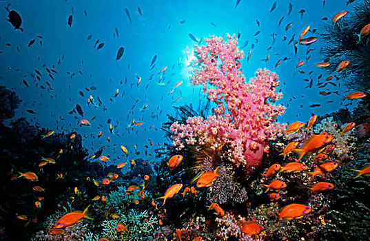 软,珊瑚,礁石,海洋,马尔代夫,印度洋,亚洲