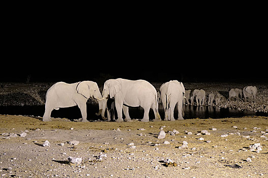 非洲象,水坑,夜晚,埃托沙国家公园,靠近,区域,纳米比亚,非洲