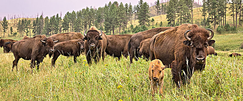 美国,南达科他,卡斯特州立公园,牧群,野牛