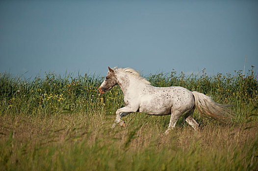 小马,驰骋,草地