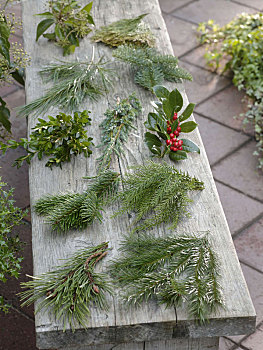 枝条,多样,木质,植物,圣诞节,冬天,花卉栽培
