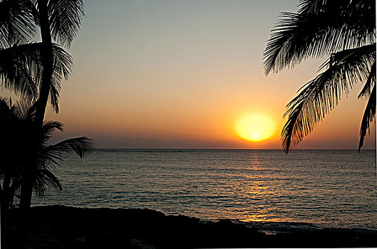 棕榈树,日落,上方,海洋,墨西哥