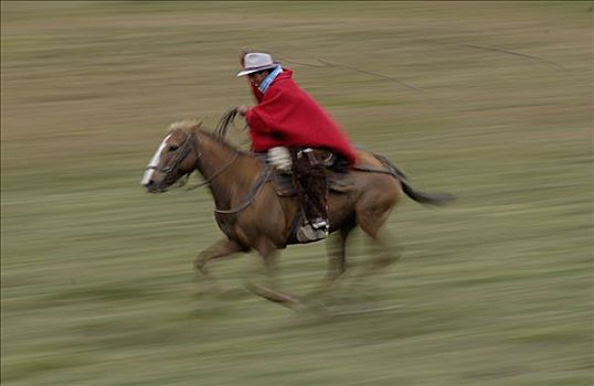 牛仔,骑,迅速,家养马,马,上方,草地,套索,庄园,牛,圈拢,安迪斯山脉,厄瓜多尔