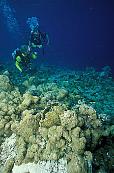 马尔代夫,阿里环礁,鱼头,潜水