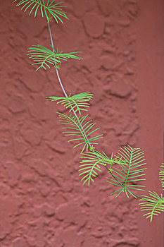 植物和红墙背景,植物是茑萝松,一种攀爬类植物