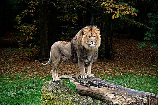 非洲狮,狮子,雄性