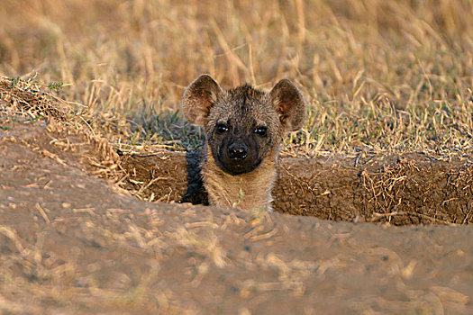 幼兽,斑鬣狗,向外看,洞穴,早晨,亮光,马赛马拉国家保护区,肯尼亚,非洲