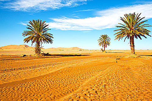 棕榈树,沙漠,摩洛哥,撒哈拉沙漠,非洲,沙丘