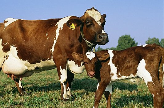 母牛,幼兽,地点