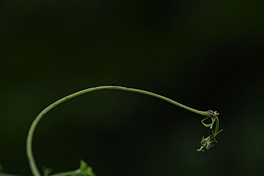 秦岭绿植