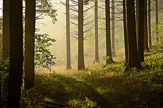 风景,挪威针杉,欧洲云杉,树林,雾状,早晨,秋天,普拉蒂纳特,巴伐利亚,德国