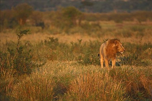 狮子,晨光,马赛马拉,肯尼亚,非洲