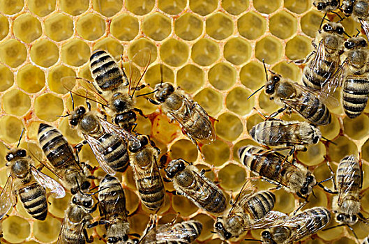 幼兽,蜜蜂,意大利蜂,螨虫,肌肉,后腿,中心,蜂巢
