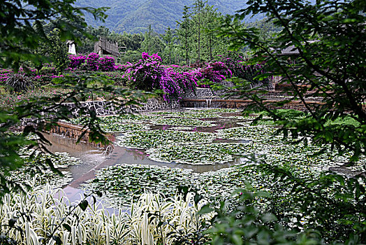 贵州赤水凤凰村湿地公园,美丽新农村的样板