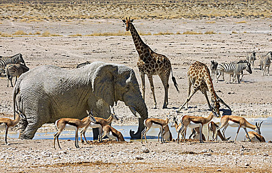 非洲象,南非大羚羊,羚羊,长颈鹿,跳羚,普通,斑马,马,水潭,埃托沙国家公园,纳米比亚,非洲