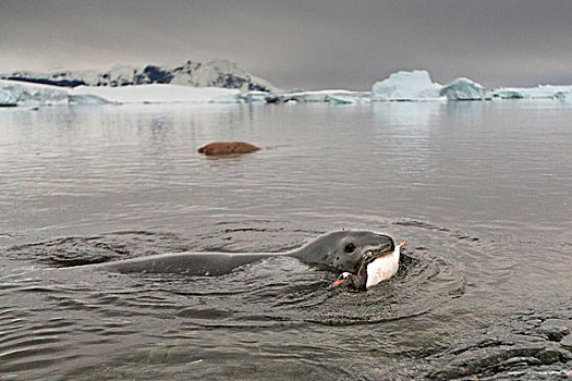 南极,岛屿,海豹,巴布亚企鹅,抓住,海岸线,靠近,栖息地
