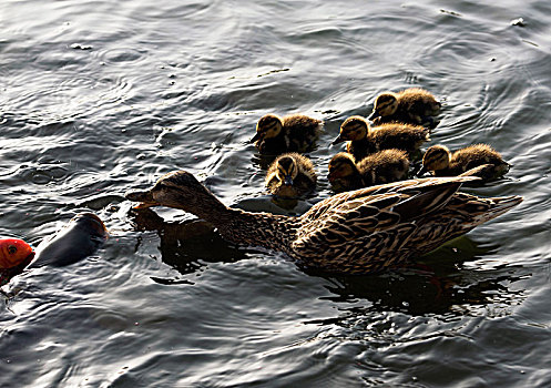 鸭妈妈和小宝宝们
