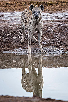 斑鬣狗,水坑,鹳,萨维提,乔贝国家公园,乔贝,地区,博茨瓦纳,非洲