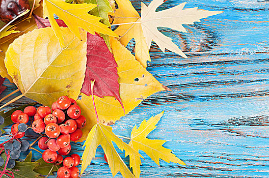 秋天,落下,叶子,树林,浆果,蓝色,木质背景