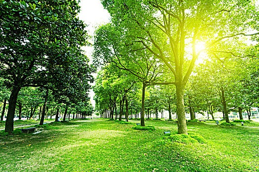 小路,樹,公園