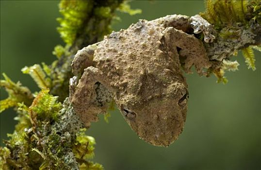 树蛙,保护色,苔藓,细枝,哥斯达黎加