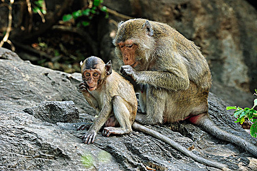 长尾,短尾猿,食蟹猴,母亲,幼小,国家公园,泰国