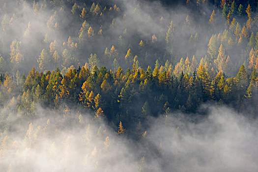 雾,上方,山林,秋天,色彩,落叶松属植物,欧洲落叶松,大帕拉迪索国家公园,意大利,欧洲