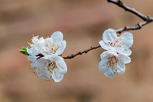 春季植物花卉杏花树花朵