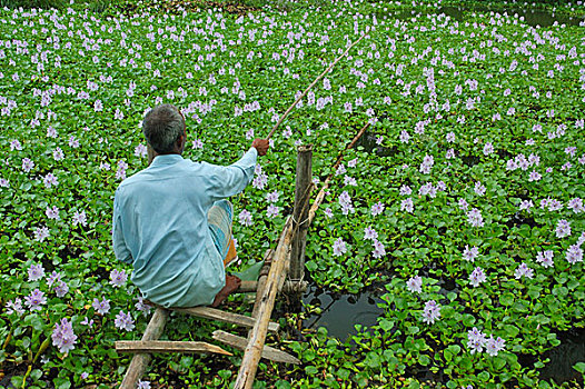 老人,钓鱼,水池,孟加拉,四月,2008年