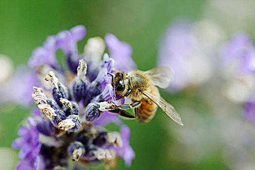 蜜蜂,花粉,薰衣草