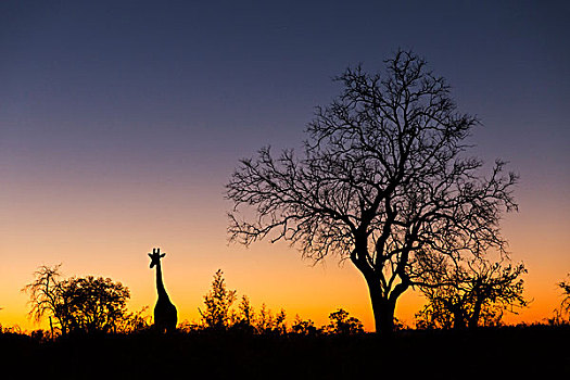 非洲,博茨瓦纳,乔贝国家公园,剪影,长颈鹿,站立,靠近,金合欢树,萨维提,湿地,黄昏