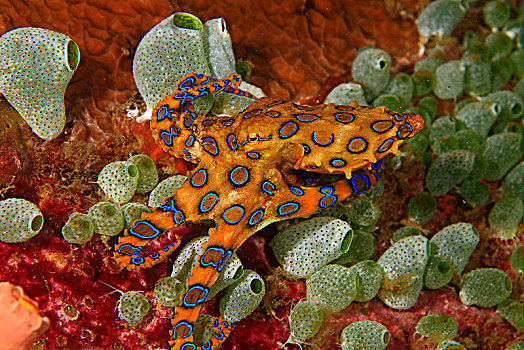 章鱼,四王群岛,伊里安查亚省,西巴布亚,印度尼西亚,亚洲