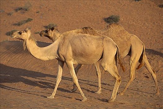 单峰骆驼,骆驼,一对,走,阿曼