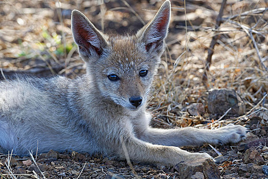黑背狐狼,幼兽,躺着,干燥,地面,警惕,克鲁格国家公园,南非,非洲