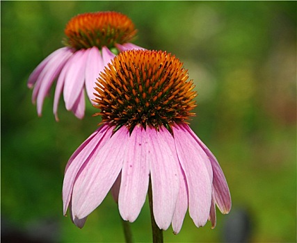 松果菊,粉色,金花菊,花