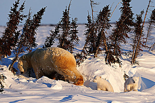 极地,熊,母熊,幼兽,享受,晚间,太阳,卧,后面,排,树,风,瓦普斯克国家公园,曼尼托巴,加拿大
