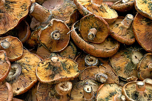 加泰罗尼亚,蘑菇