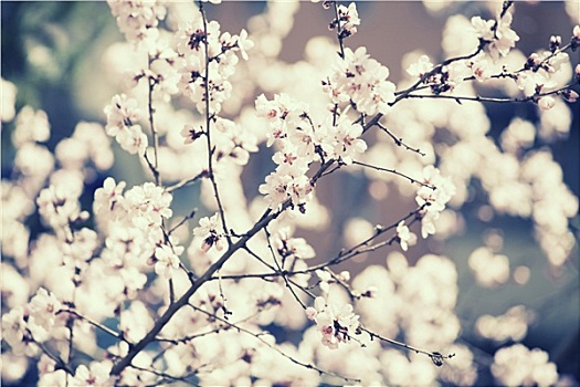 春天,花,复古,照片