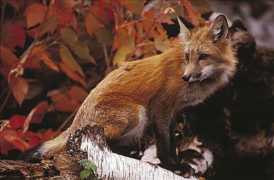 红狐,狐属,哺乳动物,安大略省,加拿大,北美,动物
