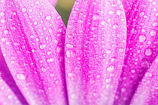 紫色,花瓣,雏菊,水滴